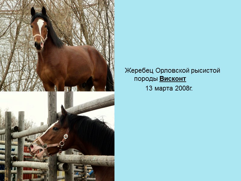 Жеребец Орловской рысистой породы Висконт         